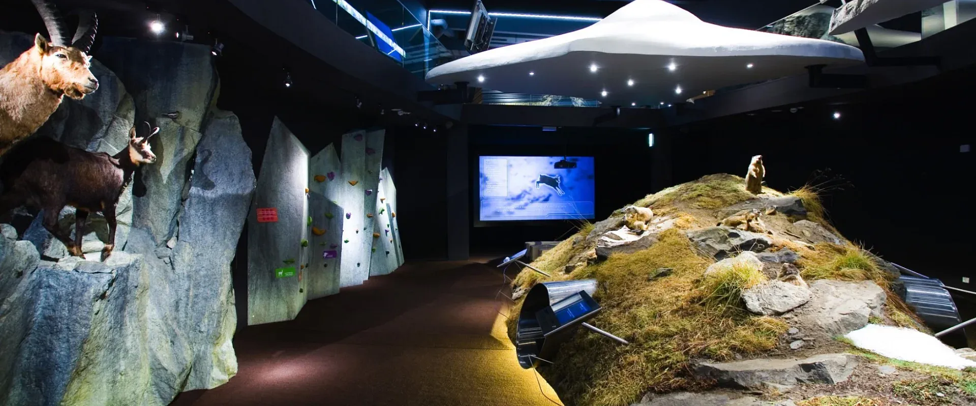 Eine Ausstellung mit naturgetreuen Nachbildungen von Tieren und Landschaften. Links sind Felsen mit Tieren, rechts ein grasbedeckter Hügel.