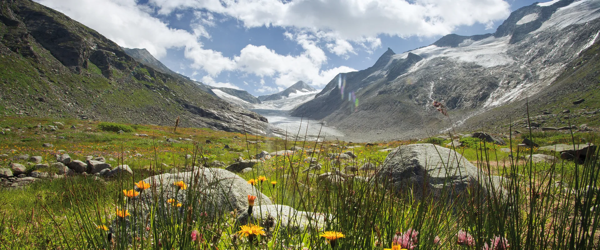 Berglandschaft mit blumenübersätem Tal im Vordergrund, schneebedeckte Gipfel im Hintergrund und einem klaren blauen Himmel mit einigen Wolken.